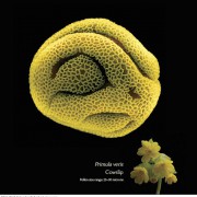 растения под микроскопом – примула